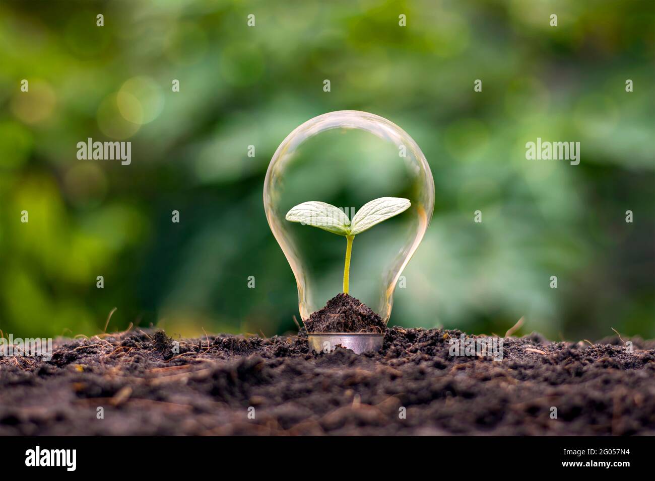 Ein Baum, der in einer energieeffizienten Glühbirne wächst, das Konzept umweltfreundlicher und nachhaltiger Energieoptionen. Stockfoto