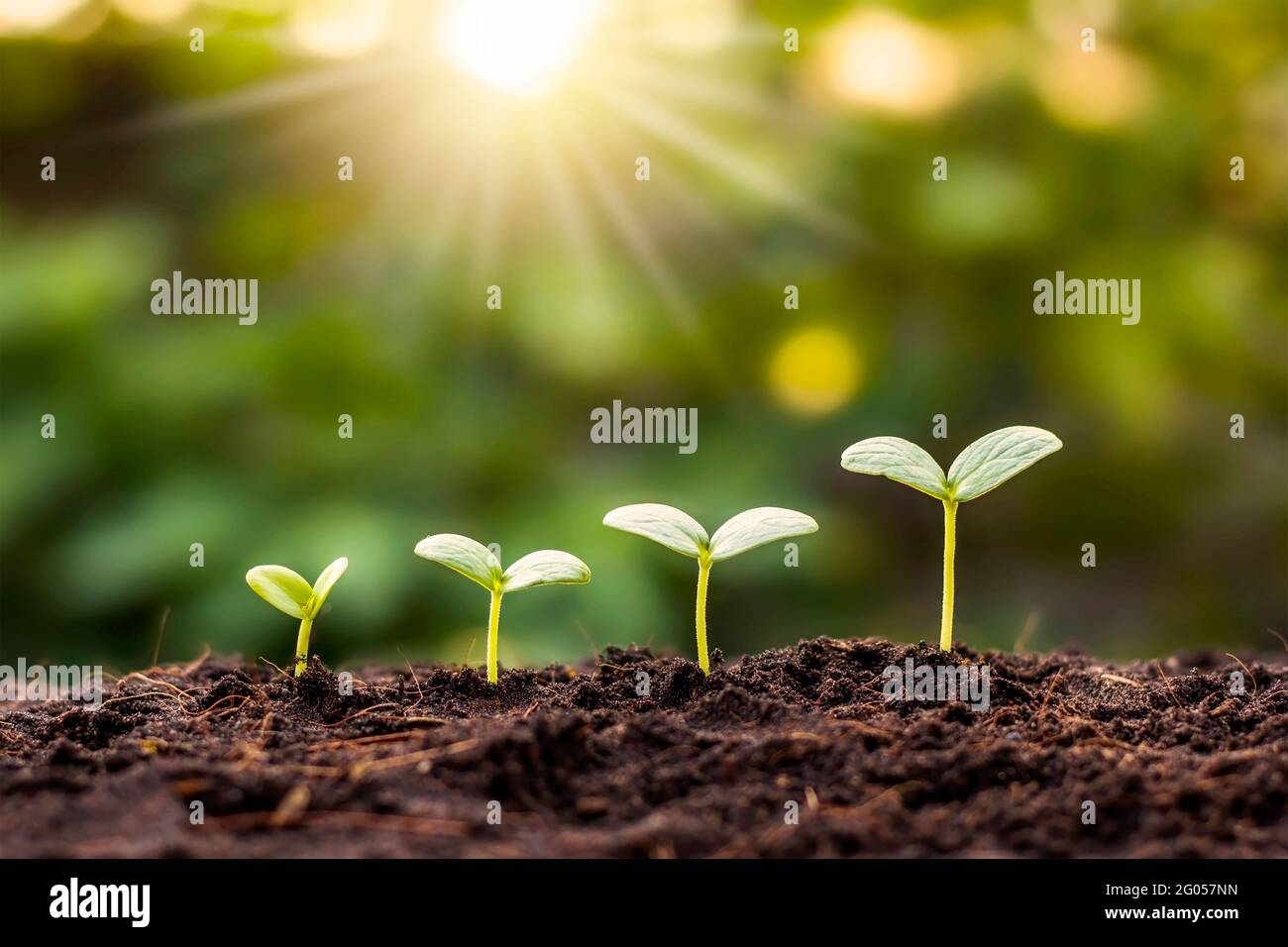 Kleine Bäume unterschiedlicher Größe wachsen auf grünem Hintergrund. Stockfoto