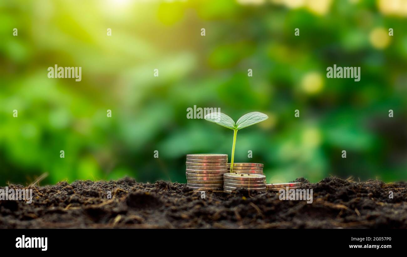 Zu den Setzlingen, die auf dem Münzhaufen wachsen, gehören das weiße Licht, das die Bäume überflutet, Geschäftsideen, Geld sparen und Wirtschaftswachstum. Stockfoto