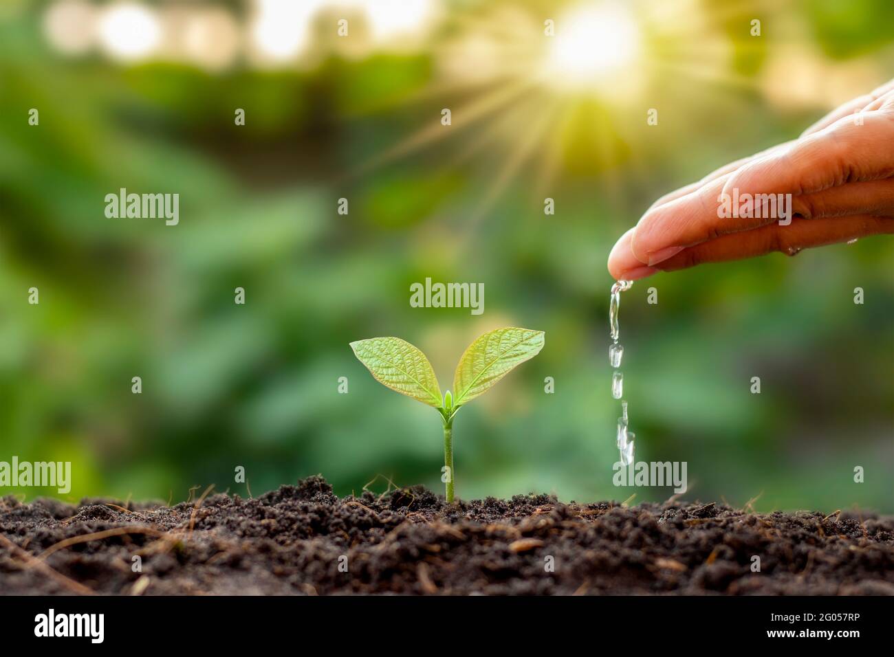 Mit dem Konzept des Weltumwelttages bewässern Bauern kleine Pflanzen von Hand. Stockfoto