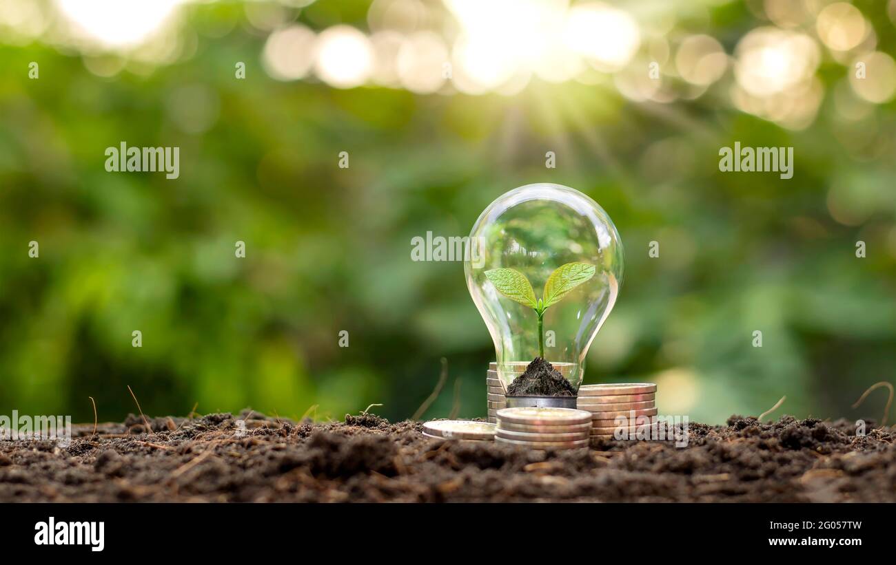 Baum wächst in Glühbirnen, Energiespar- und Umweltkonzepten am Earth Day. Stockfoto