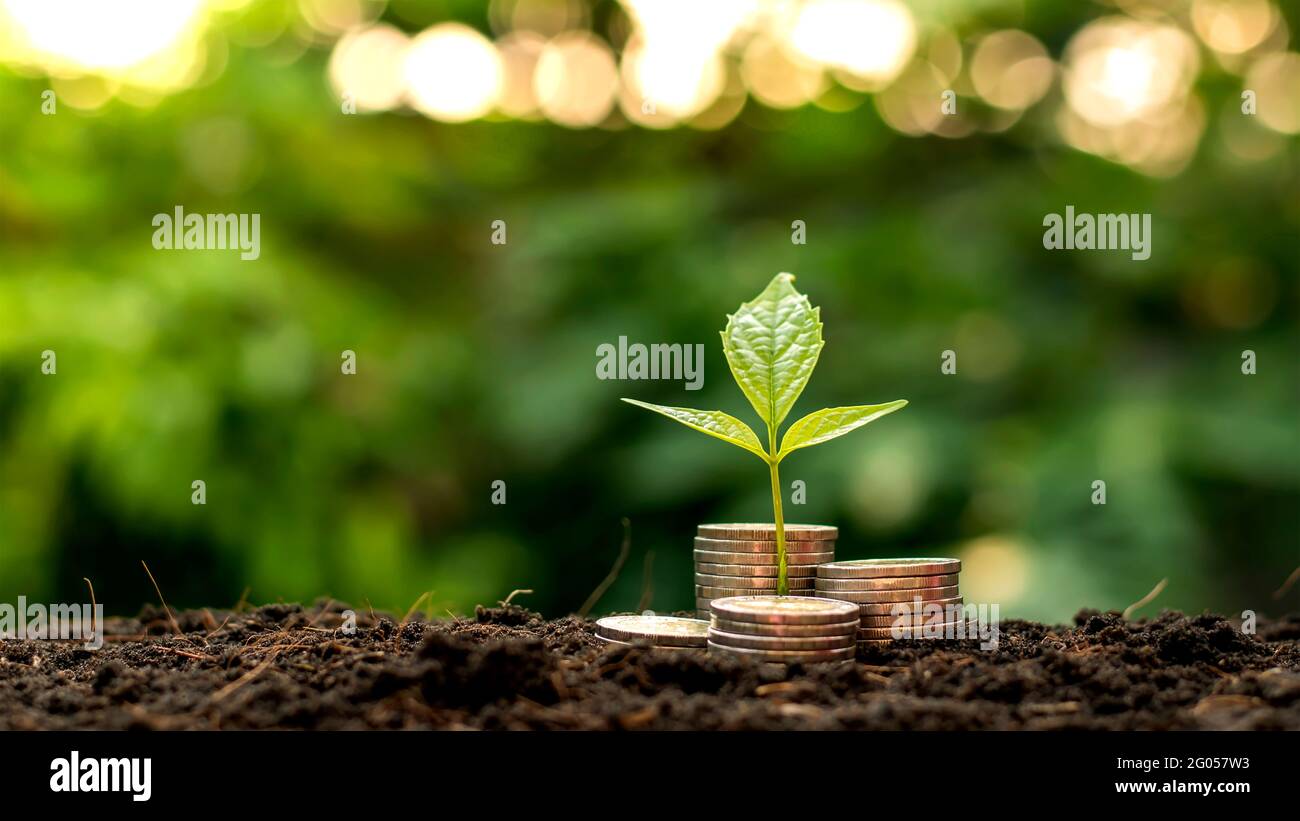 Ein Sämling, der auf einem Haufen Münzen wächst, hat einen natürlichen Hintergrund, verschwommenes Grün, geldsparende Ideen und Wirtschaftswachstum. Stockfoto