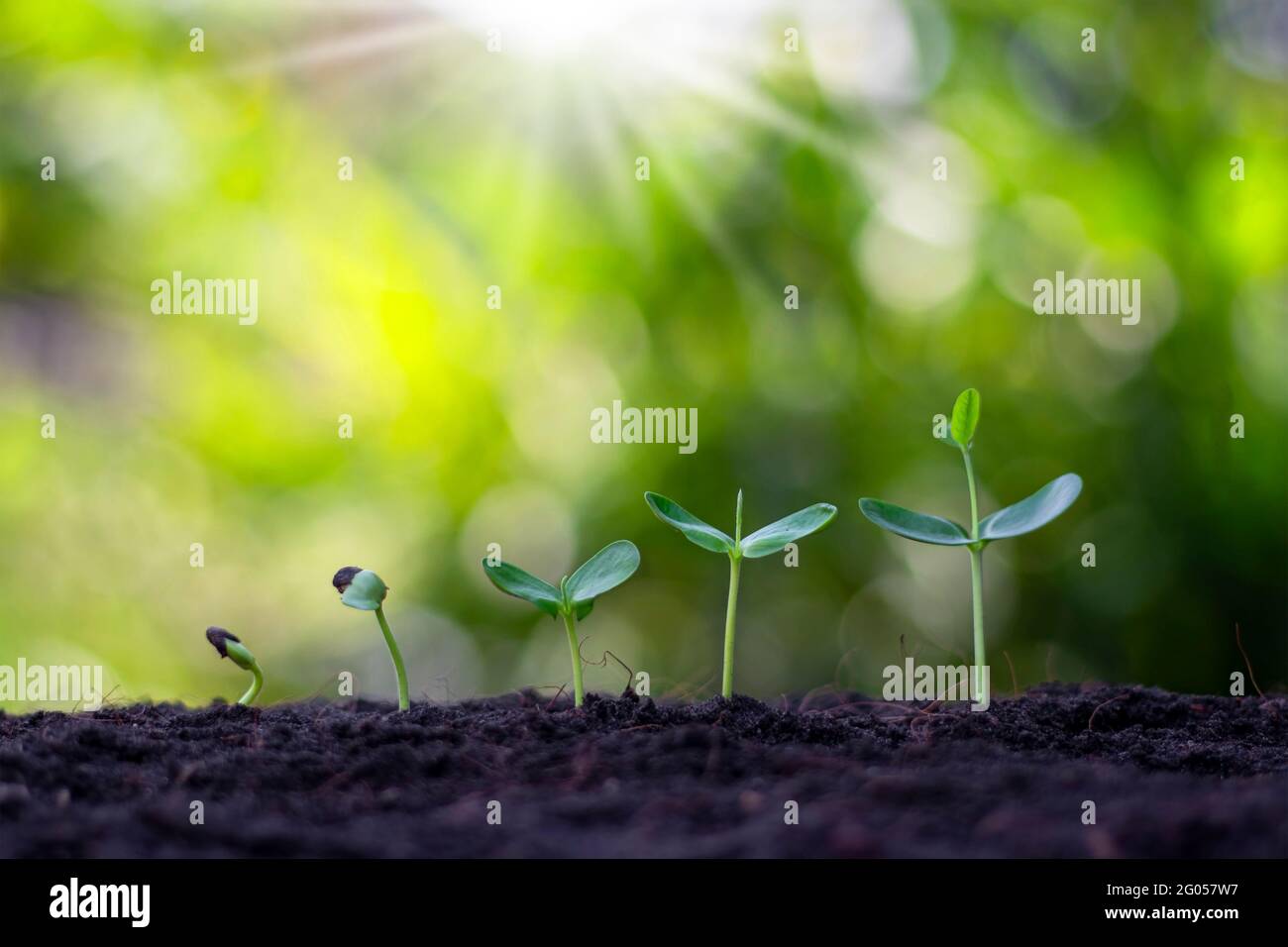 Kleine Bäume mit grünen Blättern wachsen natürlich, das Konzept der Landwirtschaft und nachhaltiges Pflanzenwachstum. Stockfoto