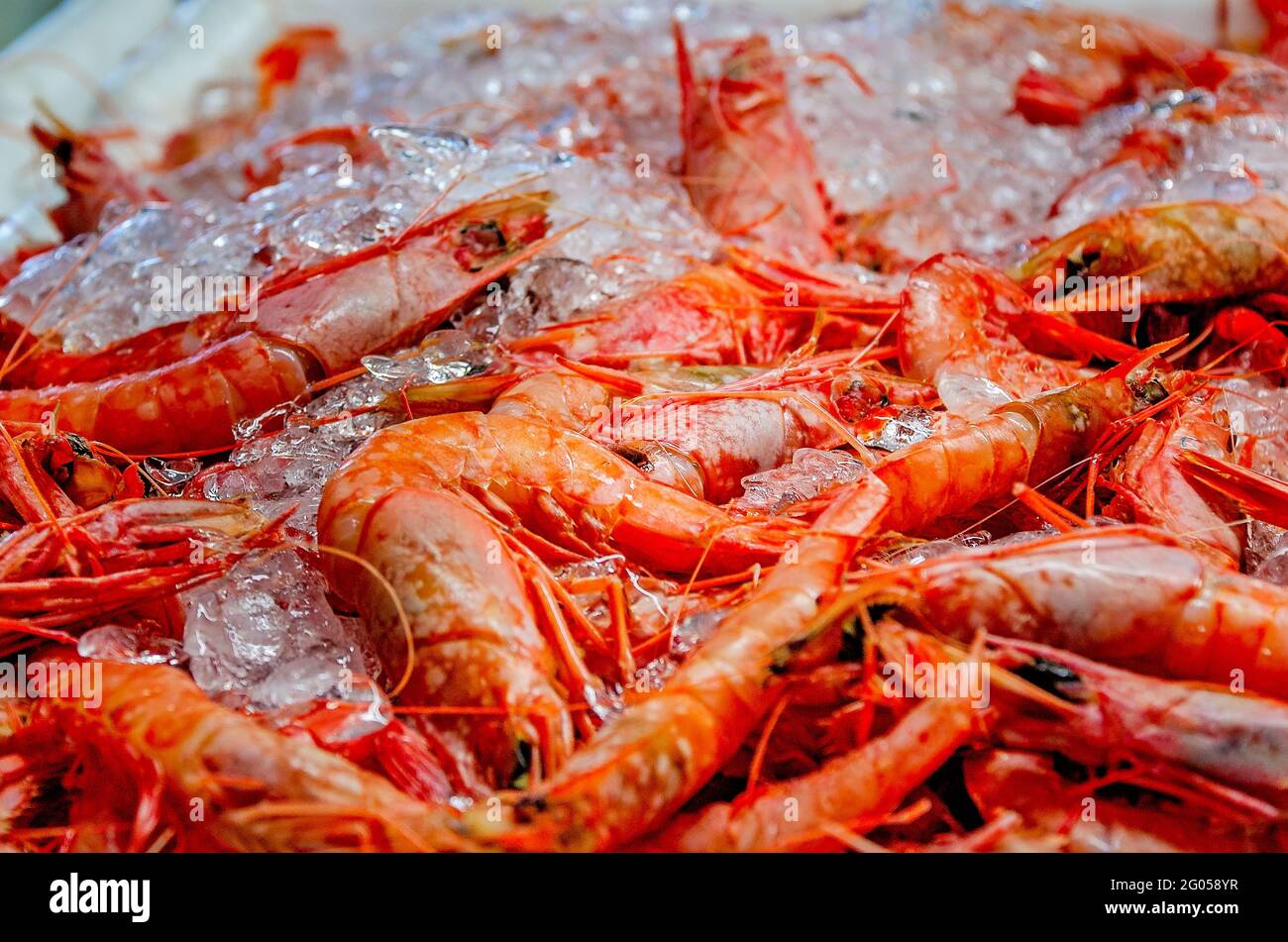 Royal Red Shrimps sind auf Eis bei Billy's Seafood am Bon Secour River, 27. Mai 2021, in Bon Secour, Alabama. Stockfoto