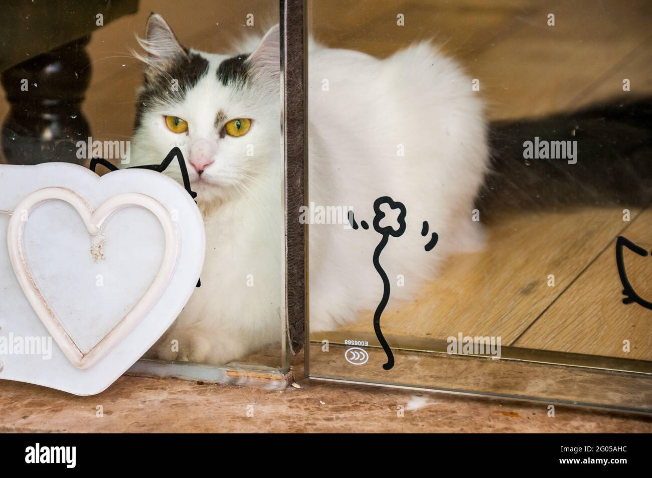 Eine Katze vor der Tür eines Tierladens an der Zizhong Road in Shanghai, China. Stockfoto