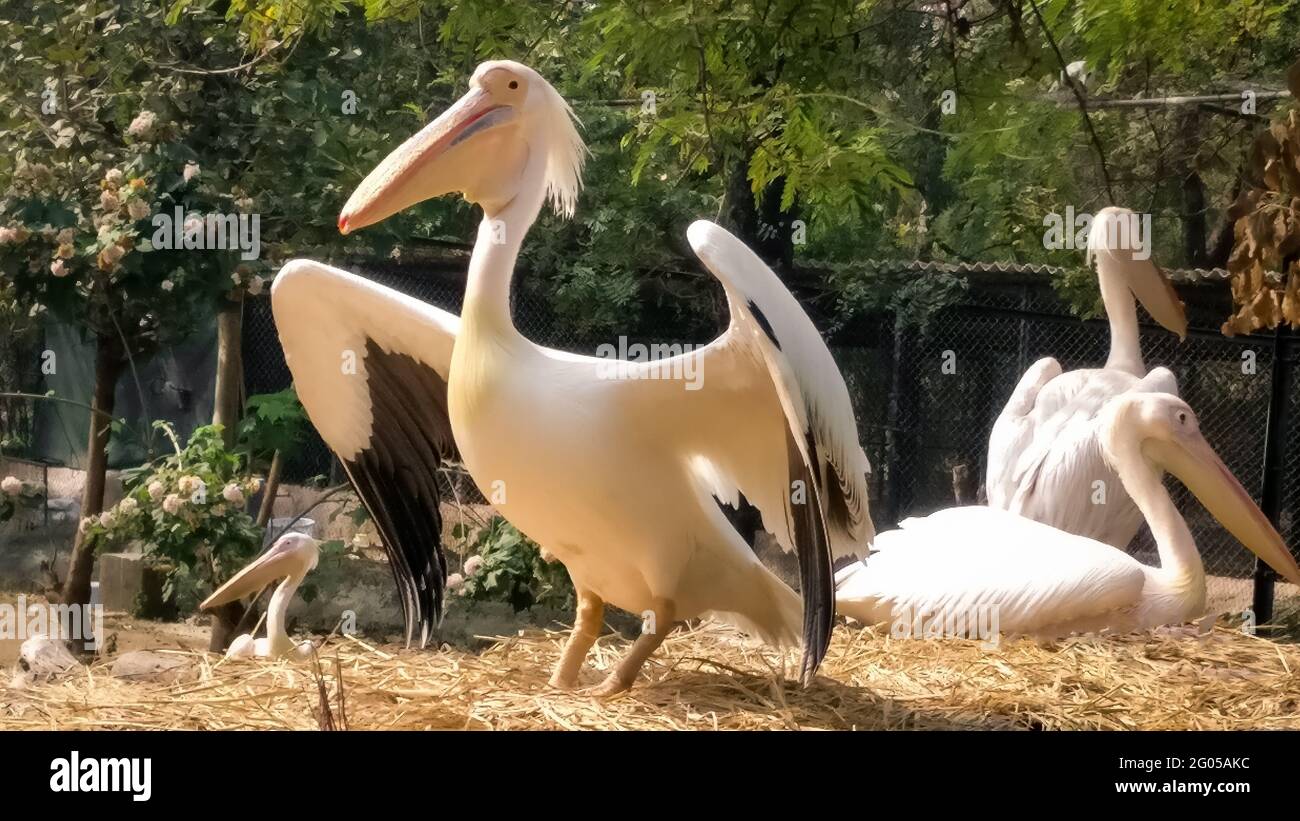 Vogelfotografie im Zoo Stockfoto