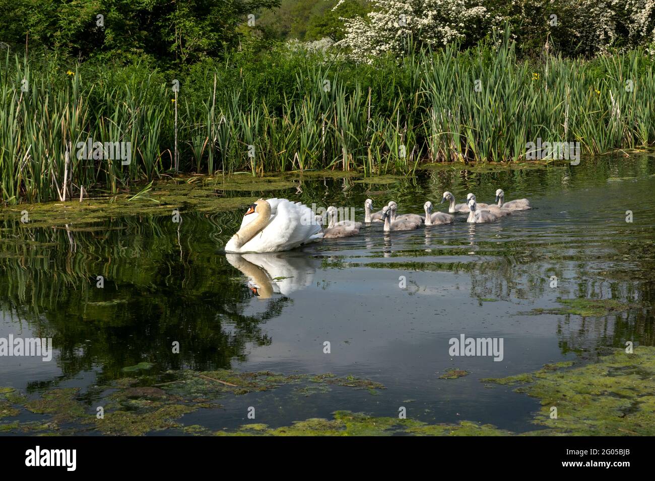 Swan und cygnets Stockfoto