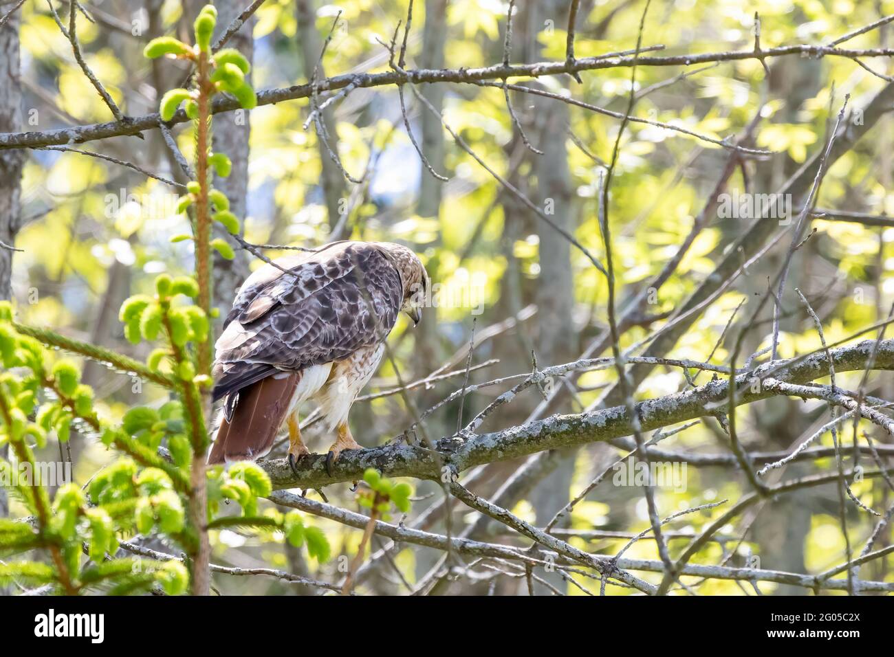 Der Rotschwanzfalke auf der Jagd Stockfoto