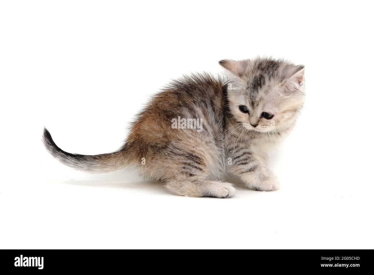 Ein gestreiftes reinrassiges Kätzchen sitzt auf weißem Hintergrund Stockfoto