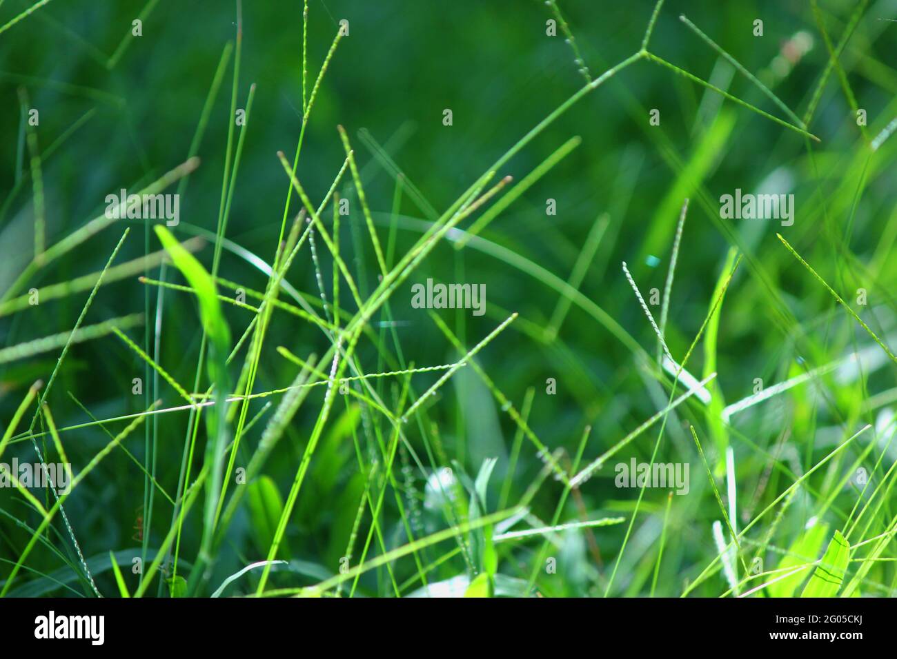 Hintergrund von grünen Gräsern, hellgrüne Tapete. Poaceae oder Gramineae ist eine große und fast allgegenwärtige Familie monokotyledonöser Blütenpflanzen Stockfoto