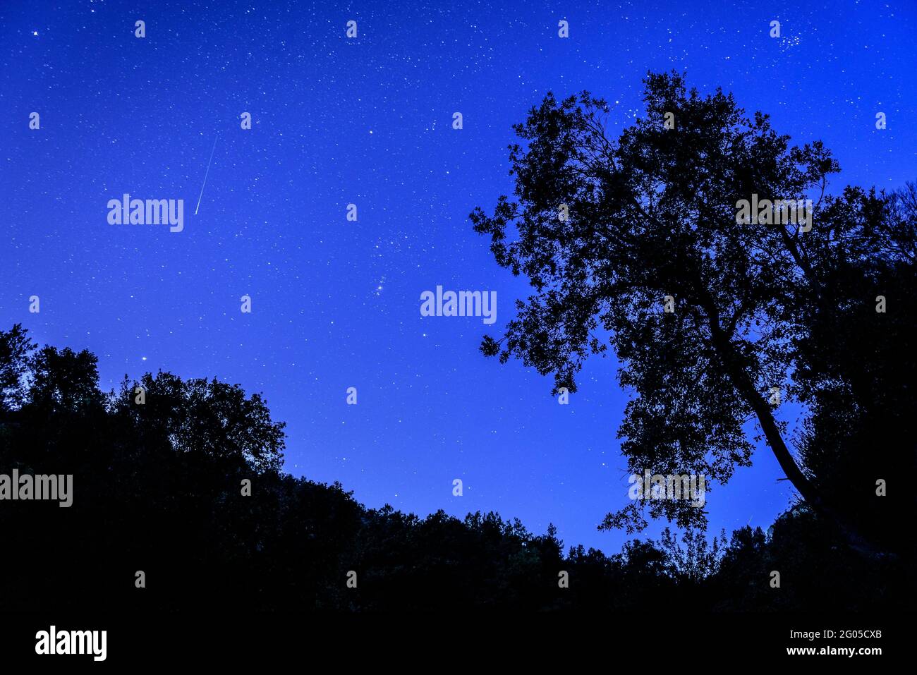 Sternschnuppe und eine Eiche, nachts im Naturpark Sant Llorenç del Munt i l'Obac (Barcelona, Katalonien, Spanien) Stockfoto