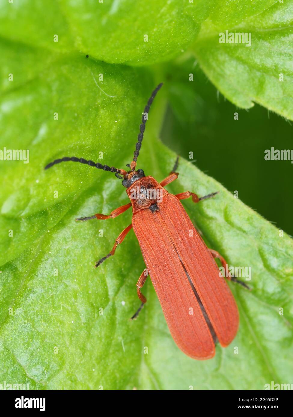 Roter Netzflügelkäfer - Dictyoptera simplices - Insektenmakro Stockfoto