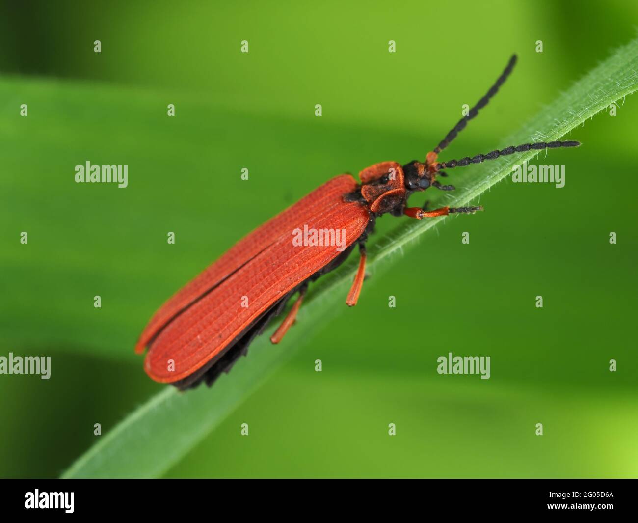 Roter Netzflügelkäfer - Dictyoptera simplices Stockfoto