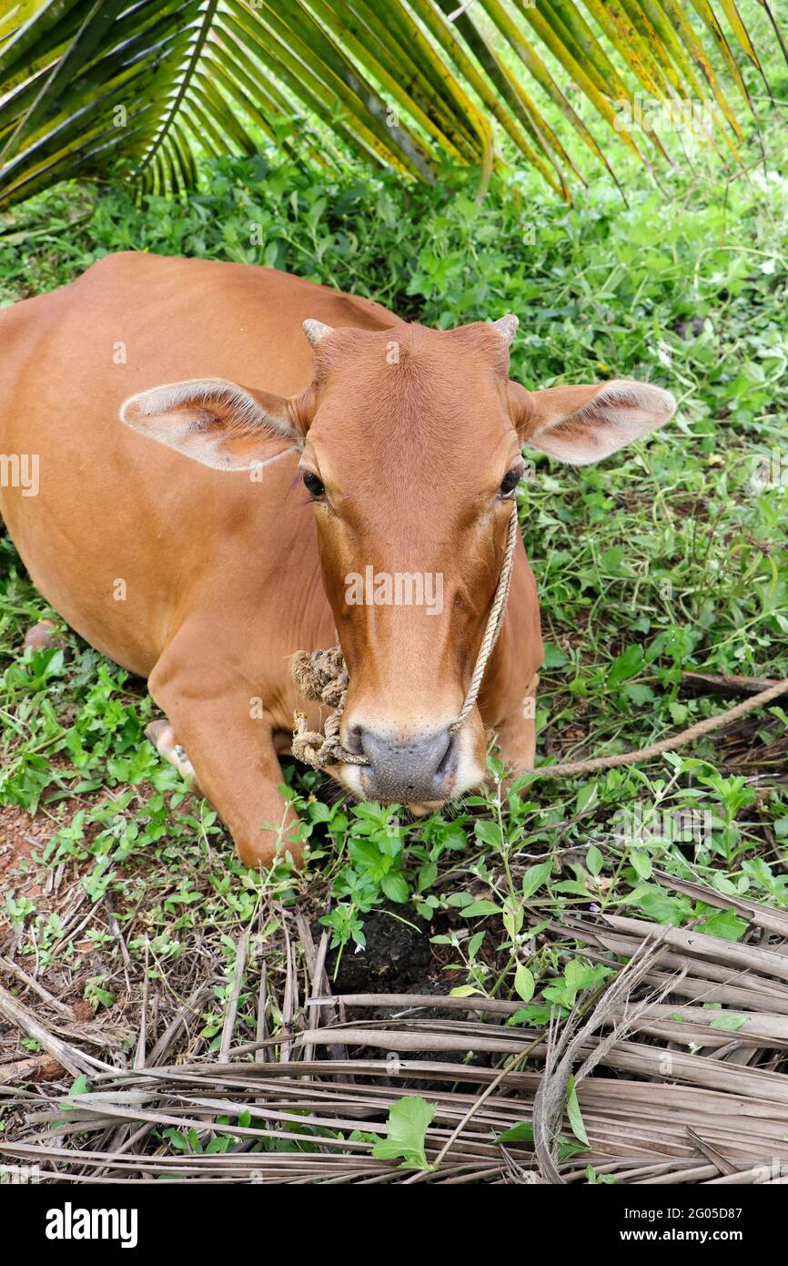 Nahaufnahme einer unschuldigen braunen Kuh, die mit weit geöffneten Ohren auf die Kamera starrt Stockfoto