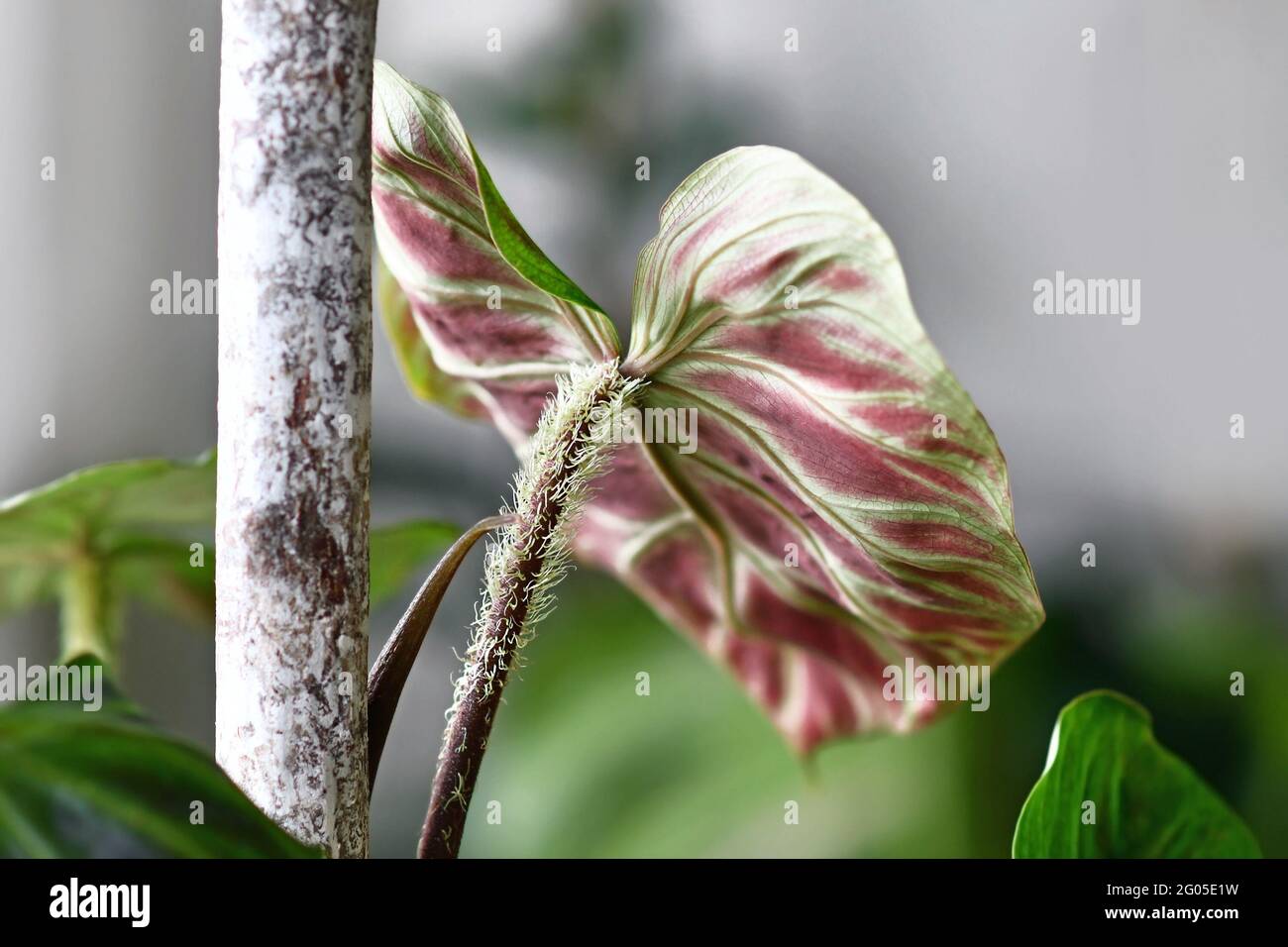 Nahaufnahme eines haarigen Blattstiels der tropischen Zimmerpflanze  Philodendron Verrucosum Stockfotografie - Alamy