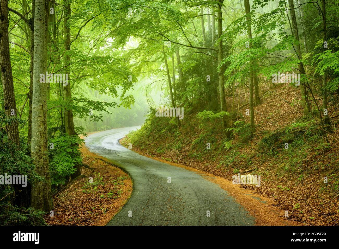 Kurvige Straße zwischen dem Buchenwald, an einem nebligen Frühlingstag (Garrotxa, Katalonien, Spanien) ESP: Carretera con curvas entre el hayedo, en primavera Stockfoto