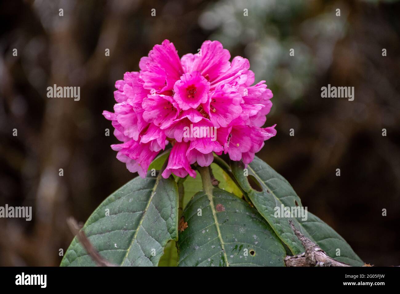 Rhododendron Blume in Bhutan Stockfoto