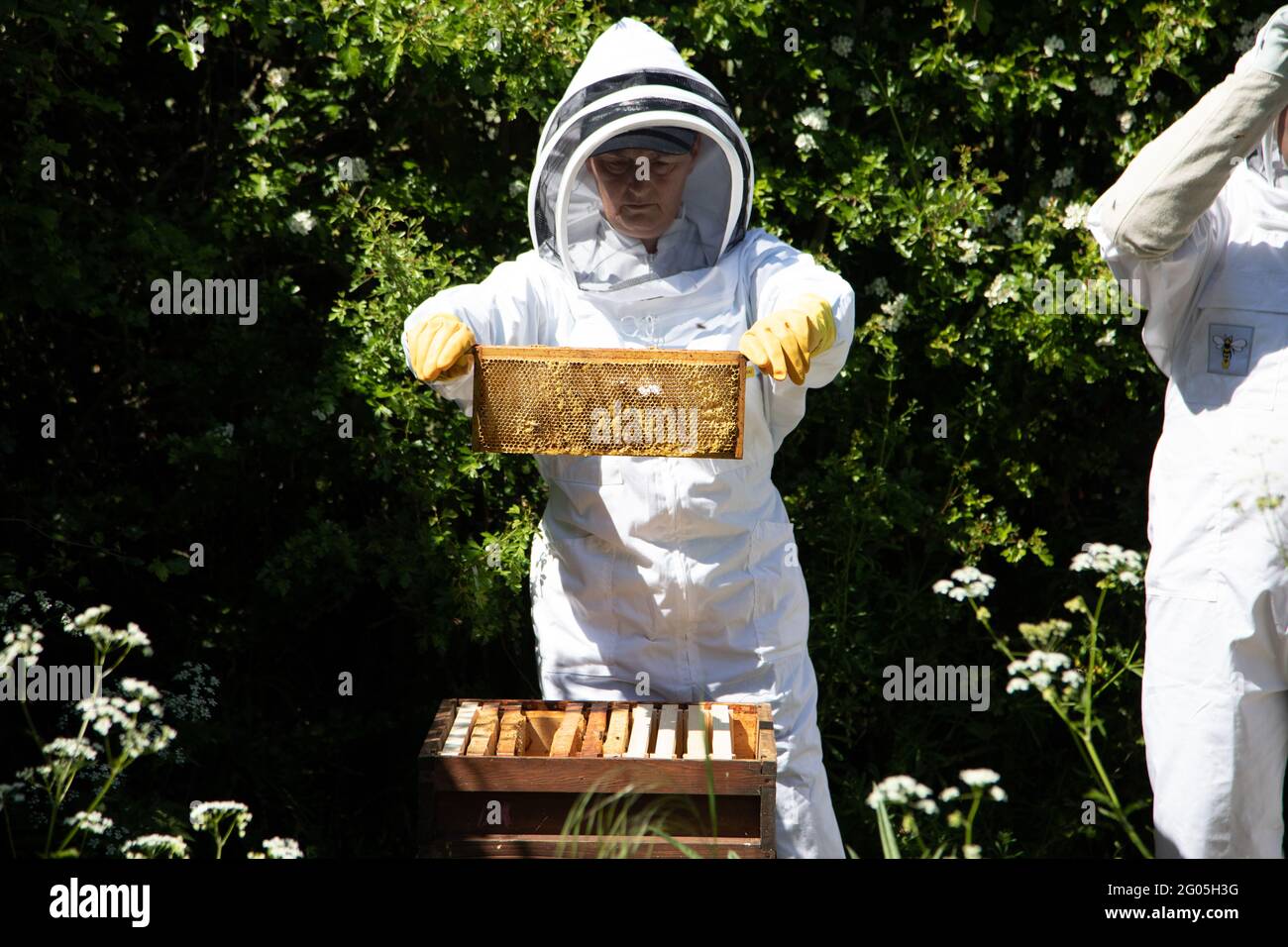 Eine Imkerin, die einen Superrahmen mit bedeckten Honigzellen zur Inspektion hält Stockfoto