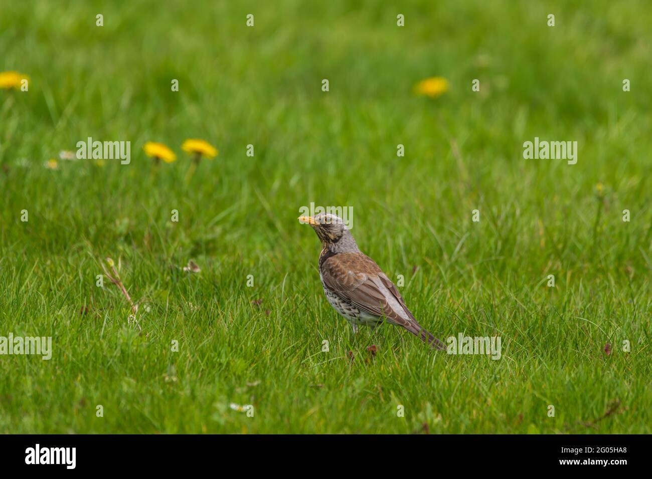 Ein kleiner brauner Drosselvogel steht aufmerksam in einer üppigen grünen Wiese, umgeben von lebhaften grünen Grashalmen und verstreuten gelben Wildblumen im weichen- Stockfoto