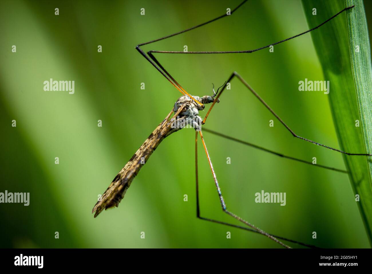 Filigranes Profil eines langbeinigen Kranes fliegen auf einem Blatt mit gefalteten Flügeln und Kopiespace Stockfoto