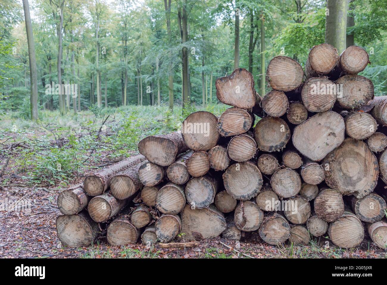 Holzstapel im Wald mit Kopierraum Stockfoto