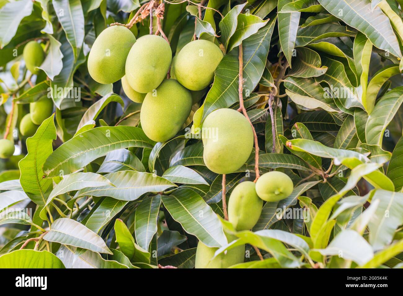 Frische und süße Mangos auf Baum auf natürlichem Hintergrund Stockfoto