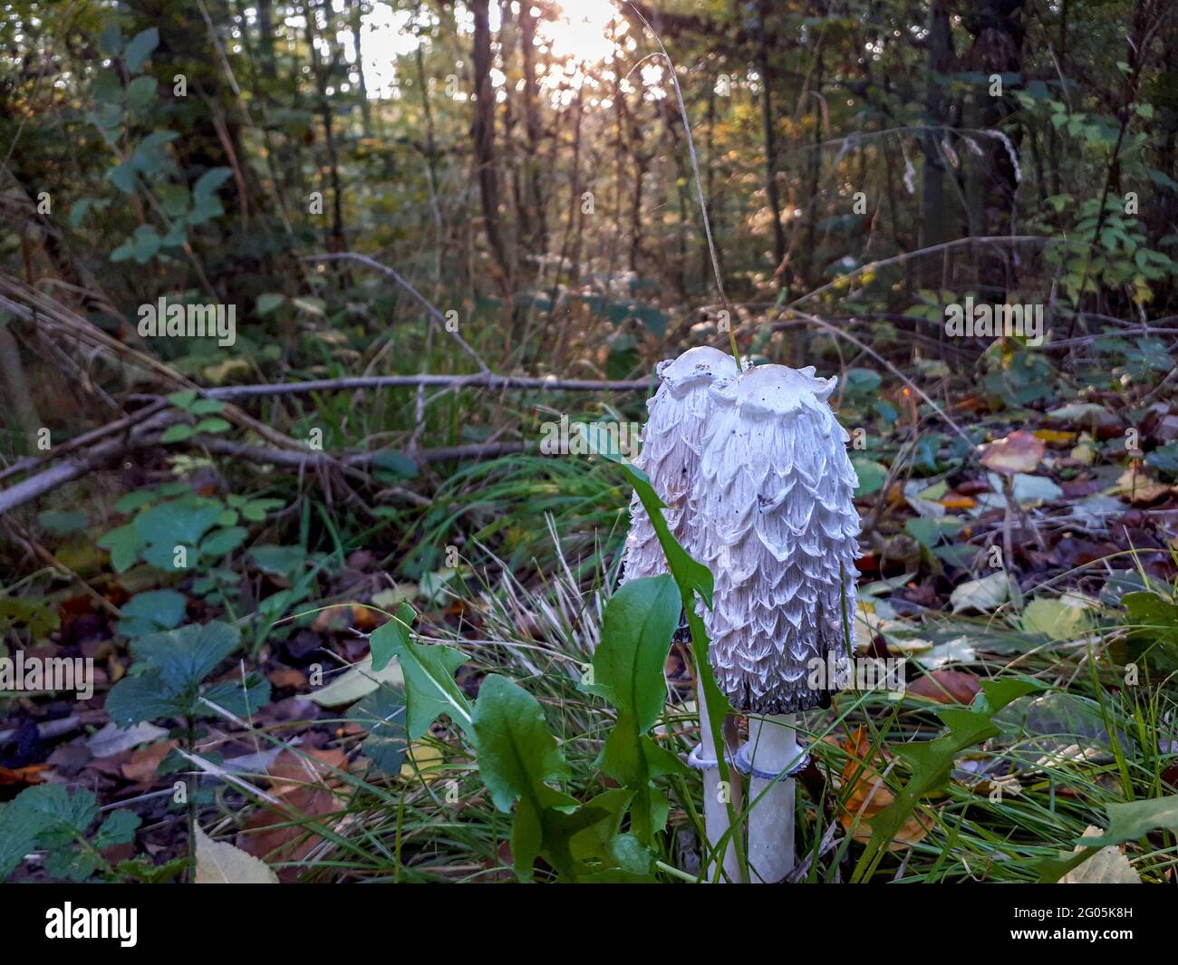 Pilz genannt shaggy Mähne (coprinus comatus) in der Mitte des Waldes, selektive Fokus Nahaufnahme geschossen Stockfoto