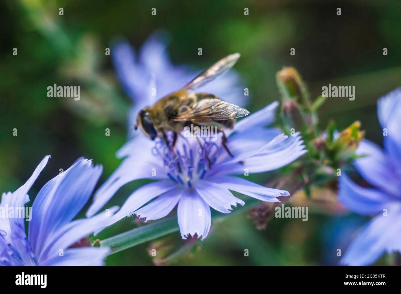Zichorienbiene auf einer hellvioletten Blume. Natürliches Sommerfoto. Stockfoto