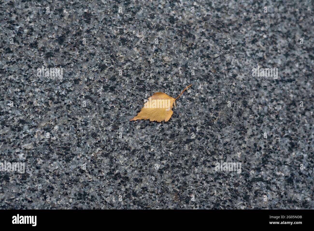 Grauer Asphalt und ein kleines gelbes Blatt. Einsames gefallenes Blatt auf der Straße Stockfoto