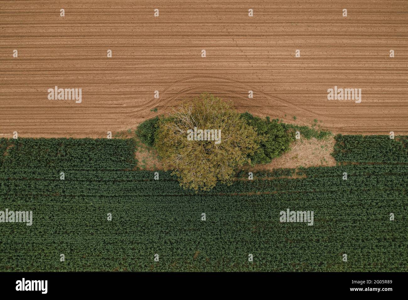 Luftaufnahme eines einsamen Baumes in kultiviertem landwirtschaftlichen Feld, Draufsicht Drohne pov Stockfoto