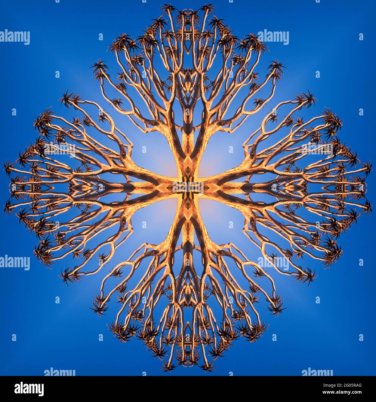 Kaleidoskop eines Köcherbaums Stockfoto