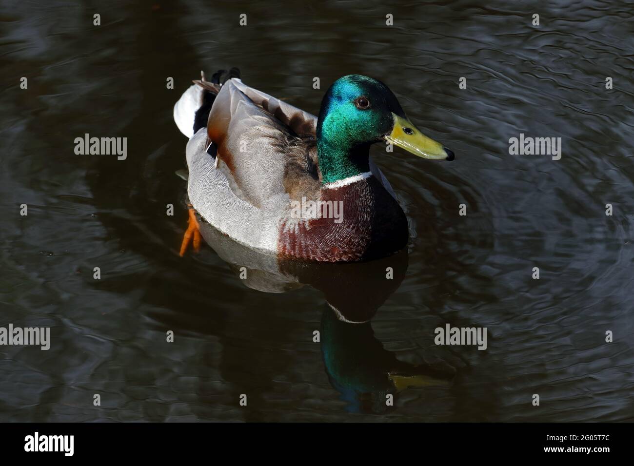 Männliche Stockente Stockfoto