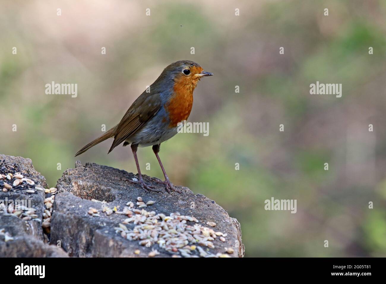 Robin an der Futterstation des Naturreservats Stockfoto