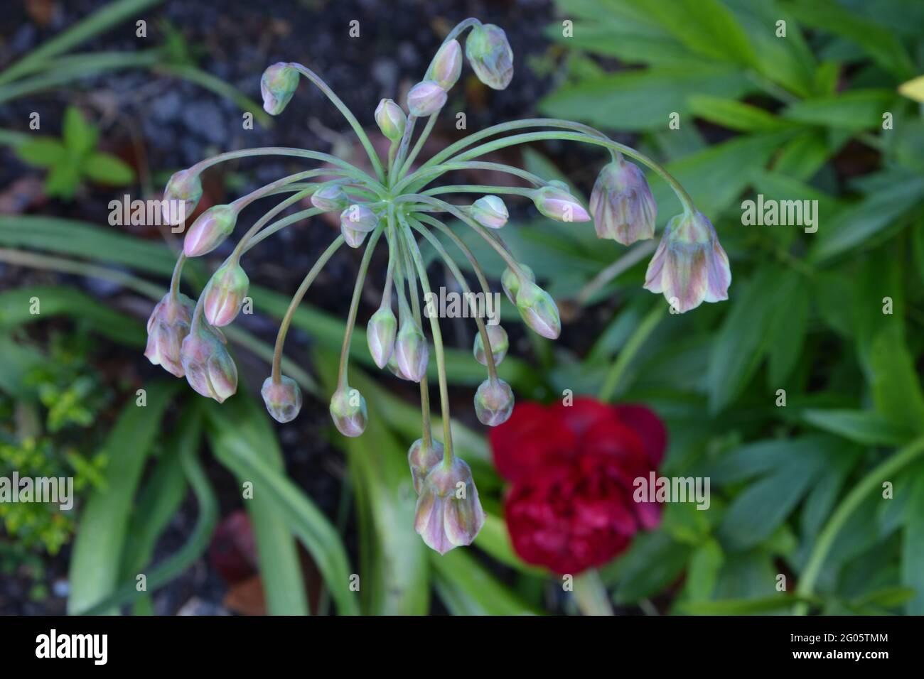 Lilie, Paeonia, Paeonia Red, Pfingstrose, Pfingstrose, Double Red Peony Cambridge UK, rein schöner und friedlicher Blumenraum Stockfoto