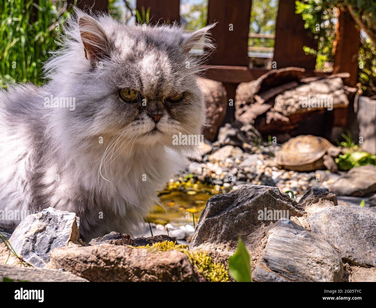 Perserkatze mit Schildkröte im eigenen Garten Stockfoto