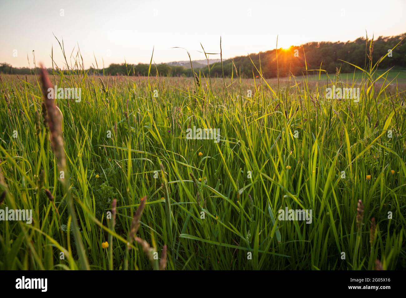 Wiese bei Sonnenuntergang im Muttental bei Witten-Bommern, Ruhrgebiet, Nordrhein-Westfalen, Deutschland. Wiese bei Sonnenuntergang im Muttental bei Stockfoto