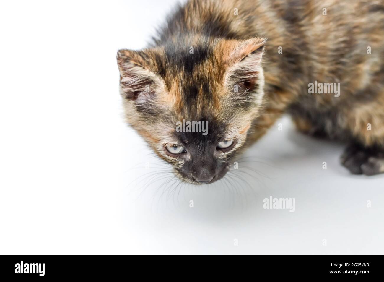 Porträt eines gestreift und gefleckten einmonatigen Kätzchens mit dunklem Gesicht und blauen Augen auf weißem Hintergrund, geringer Tiefenfokus, Nahaufnahme Stockfoto