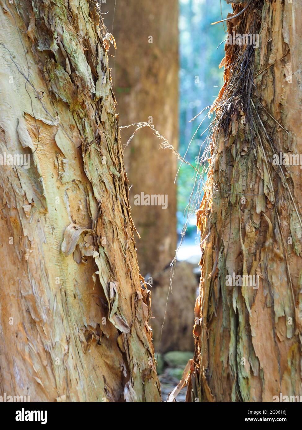 Der starke feste Stamm eines australischen Gum-Baumes, dessen Rinde sich in  Flecken abschlt Stockfotografie - Alamy