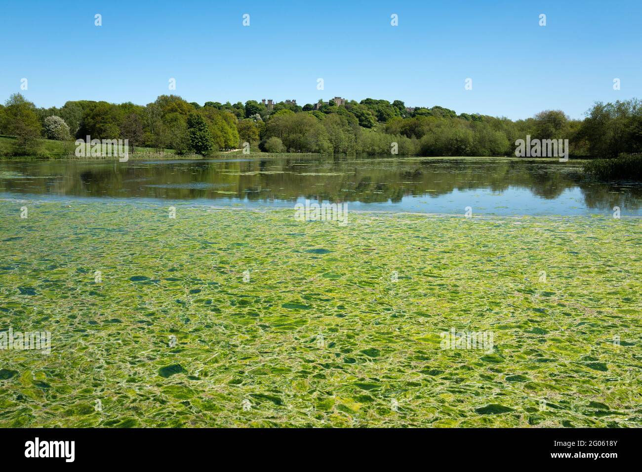 Grüne Algen auf der Oberfläche eines Sees in Hardwick Hall, Derbyshire. Stockfoto