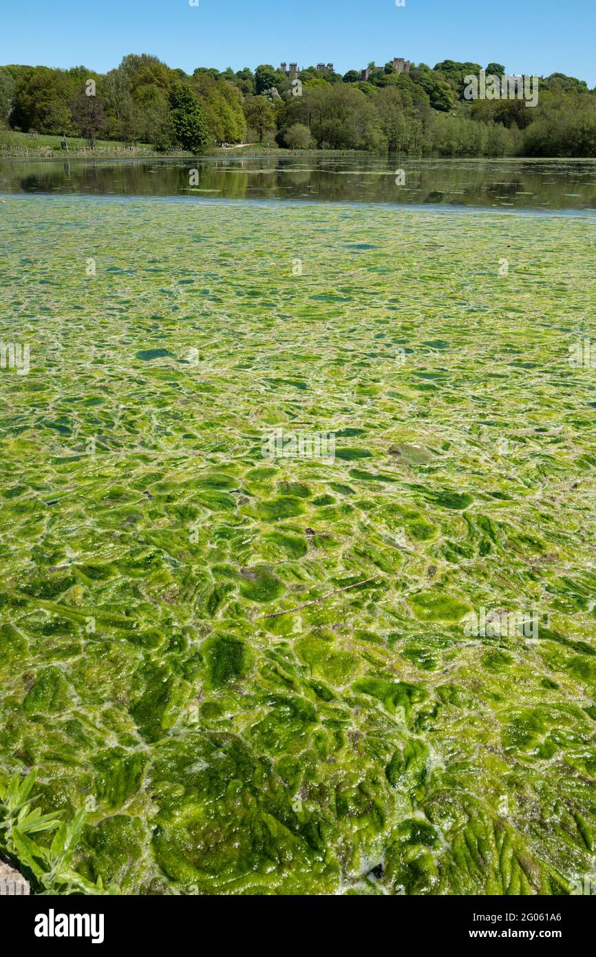 Grüne Algen auf der Oberfläche eines Sees in Hardwick Hall, Derbyshire. Stockfoto