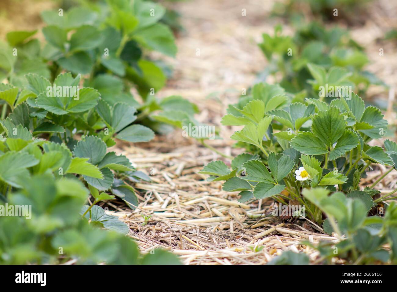 Junge Erdbeerpflanzen mit weißen Blüten wachsen im Frühling auf einem Strohmulch-Bett im Freien Stockfoto