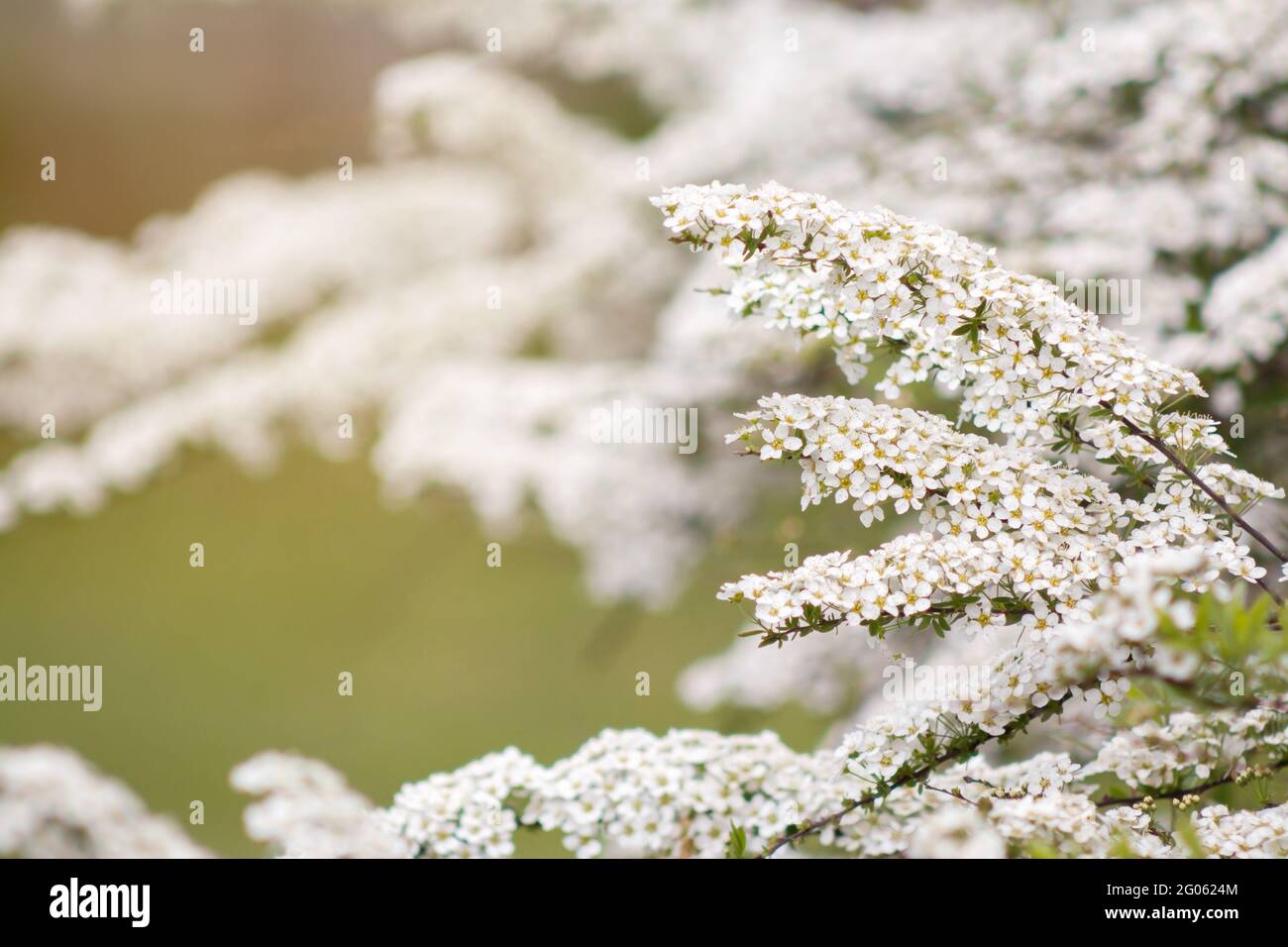 Spirea oder Spiraea prunifolia blühender Strauch mit weißen Blüten, auch bekannt als Mädesüßigkeiten oder Brautkranz im Frühling Stockfoto