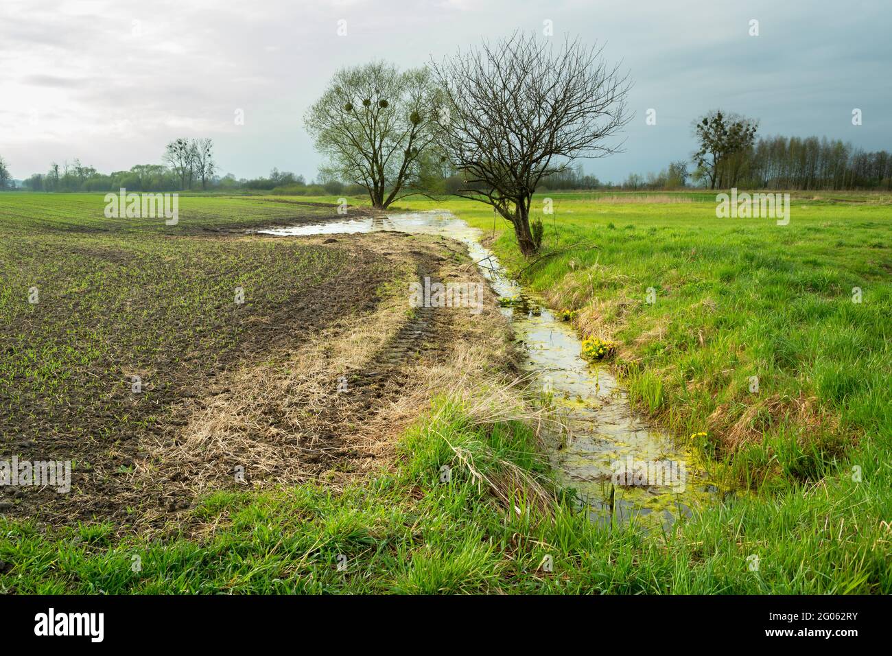 Ein Graben mit Wasser und Bäumen zwischen dem Feld und der Wiese, Zarzecze, Polen Stockfoto