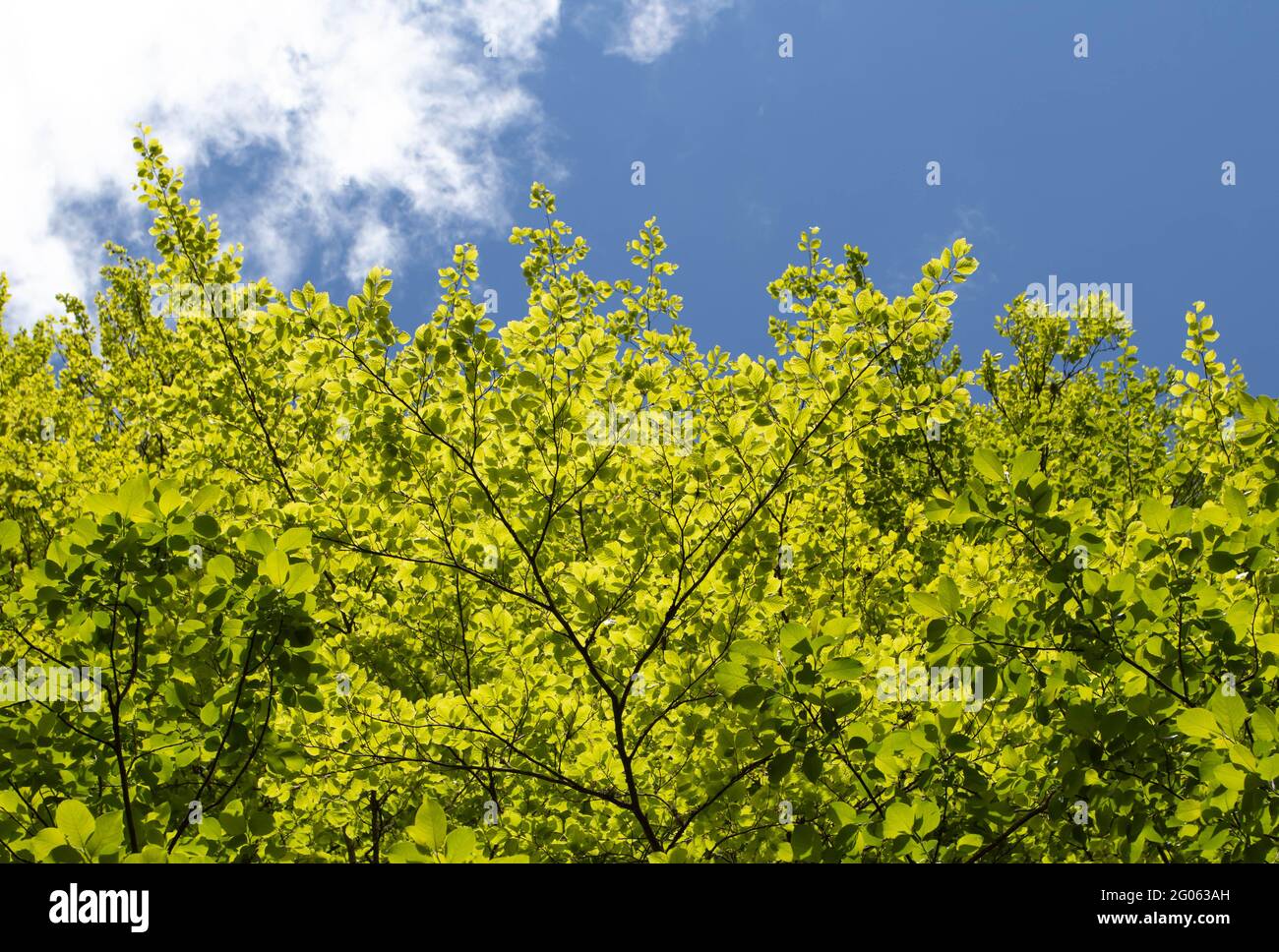Frühling leuchtend grün junge Laub gegen einen blauen klaren sonnigen Himmel. Baumkronen aus Buchenwald. Stockfoto