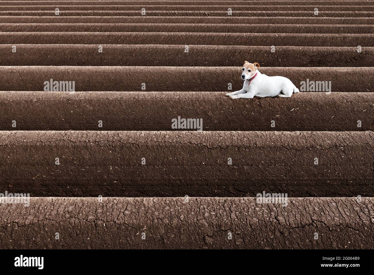 Jack russel Terrier zwischen den Bodenreihen vor dem Pflanzen auf gepflügt Landwirtschaftliche Felder für die Pflanzung von Pflanzen im Frühjahr vorbereitet Stockfoto