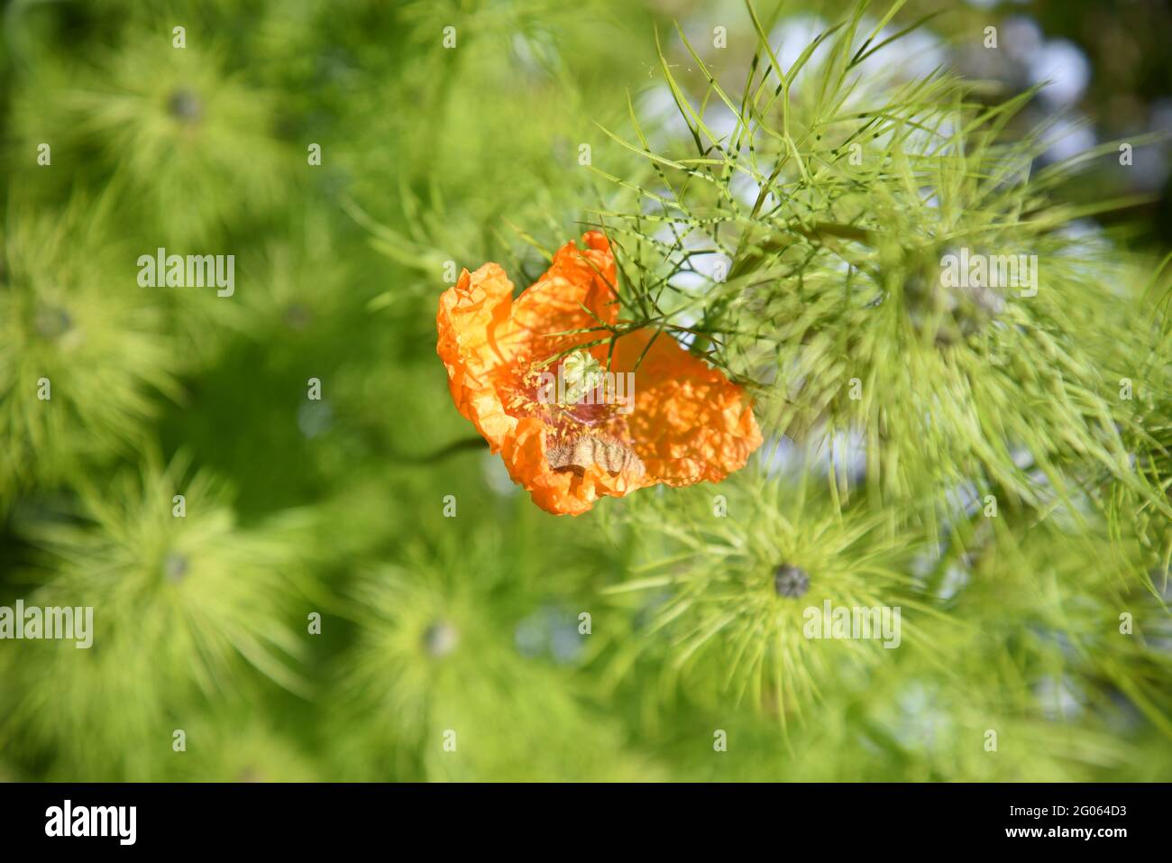 Orangenmohn im Garten Stockfoto