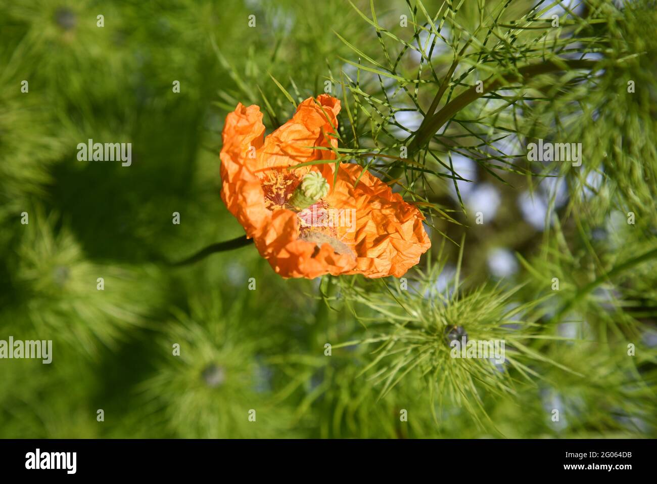 Orangenmohn im Garten Stockfoto