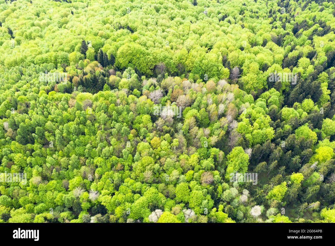 Luftdrohnen-Foto mit Blick auf den magischen Sommerwald im Frühling mit leuchtend grünen Blättern. Natur Hintergrund Stockfoto