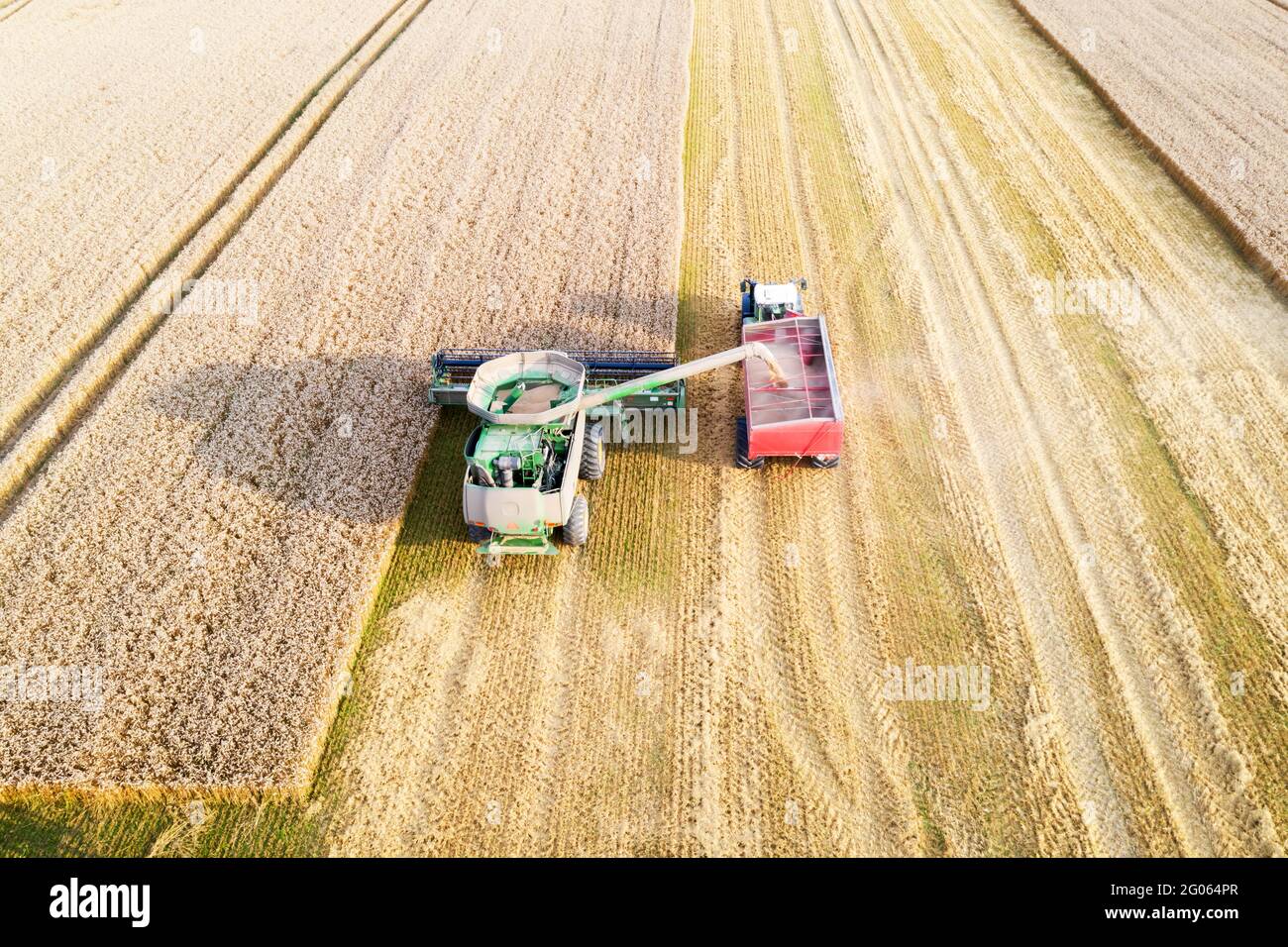 Ernte Weizen im Herbst Feld. Ein moderner Traktor steht direkt neben dem Mähdrescher und transportiert Weizenkorn. Luftaufnahme von oben Stockfoto