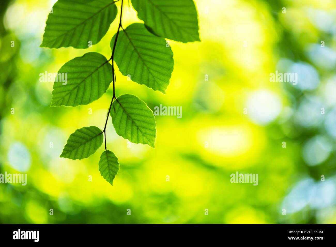 Nahaufnahme Natur Blick auf grüne Buche Blatt auf Frühlingszweige auf verschwommenem Hintergrund im Wald. Copyspace machen Verwendung als natürliche grüne Pflanzen und Ökologie Hintergrund Stockfoto